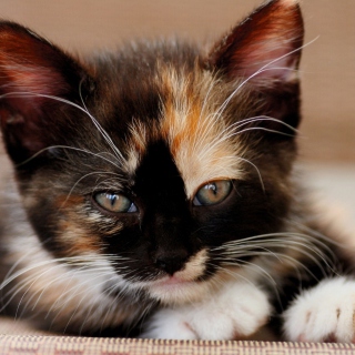 Tricolor Kitten sfondi gratuiti per iPad mini 2