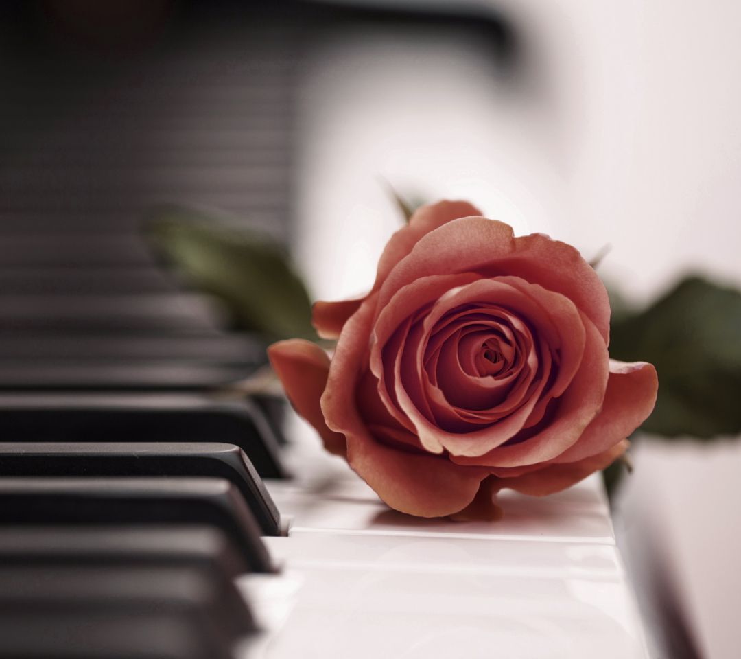 Обои Beautiful Rose On Piano Keyboard 1080x960