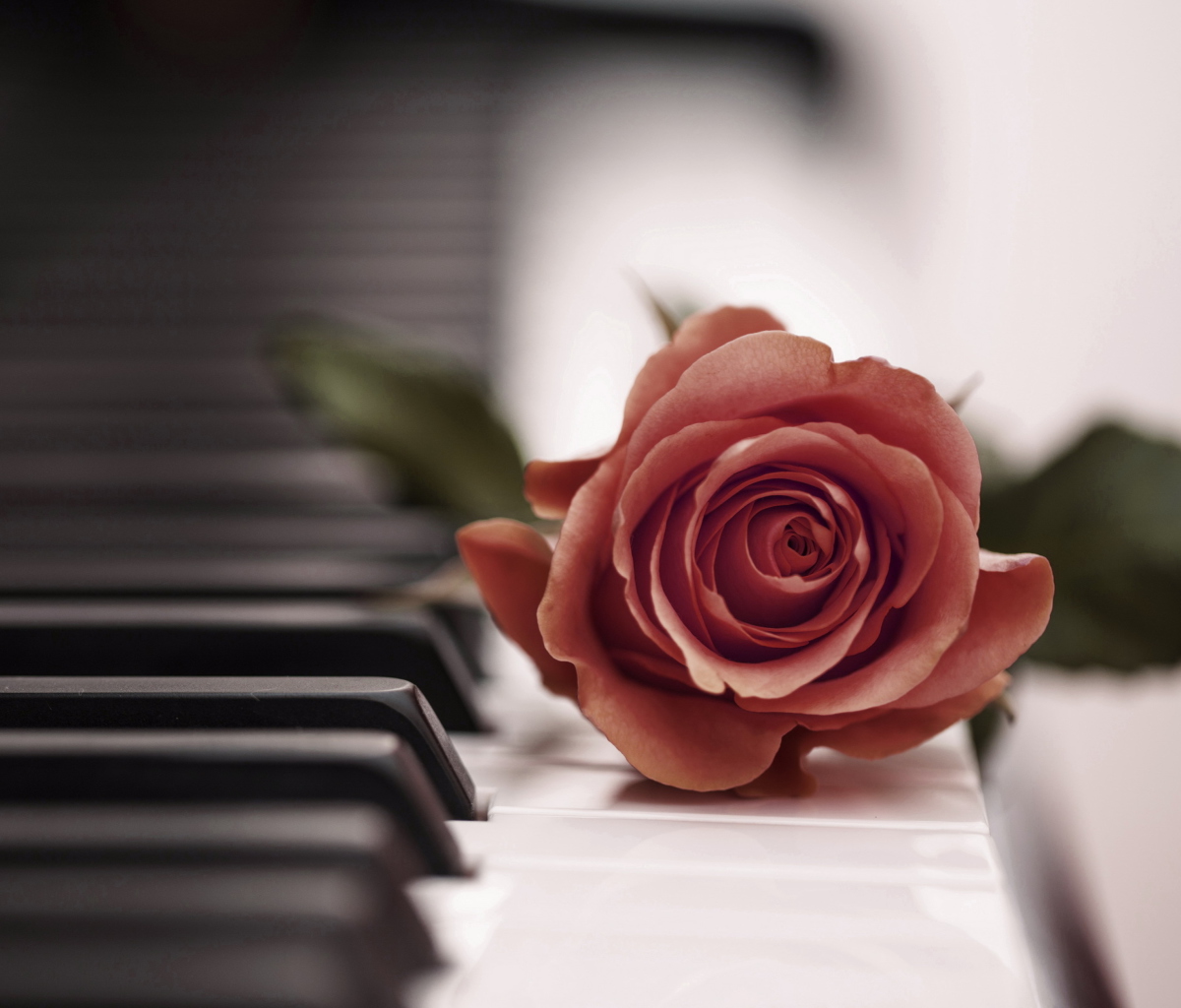 Обои Beautiful Rose On Piano Keyboard 1200x1024