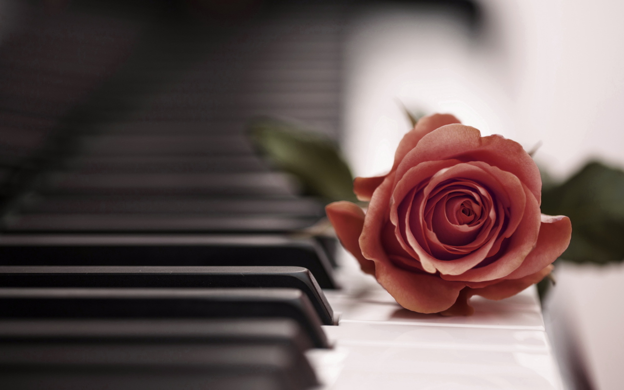 Das Beautiful Rose On Piano Keyboard Wallpaper 1280x800