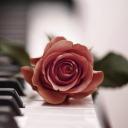 Screenshot №1 pro téma Beautiful Rose On Piano Keyboard 128x128