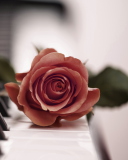 Das Beautiful Rose On Piano Keyboard Wallpaper 128x160