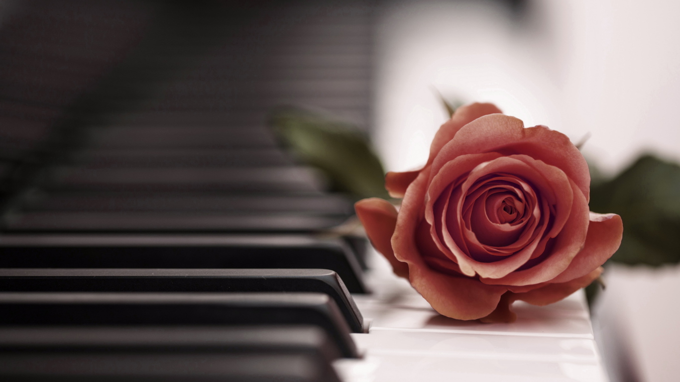 Beautiful Rose On Piano Keyboard wallpaper 1366x768