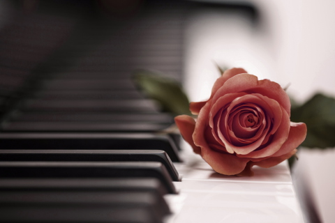 Обои Beautiful Rose On Piano Keyboard 480x320