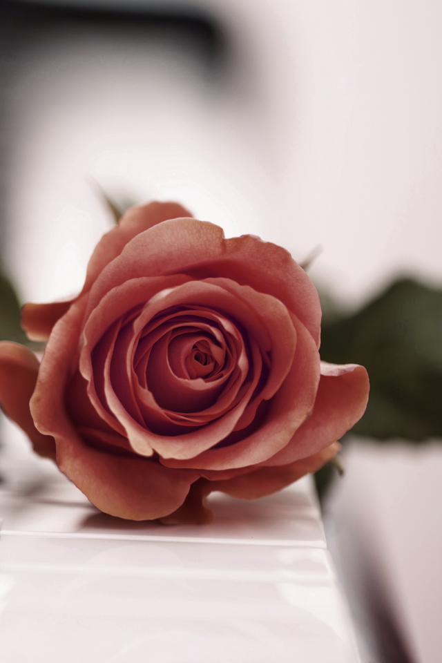 Sfondi Beautiful Rose On Piano Keyboard 640x960