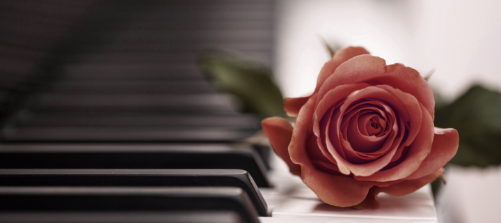 Beautiful Rose On Piano Keyboard screenshot #1 720x320