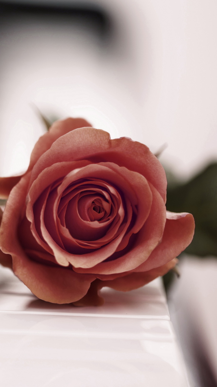Beautiful Rose On Piano Keyboard wallpaper 750x1334