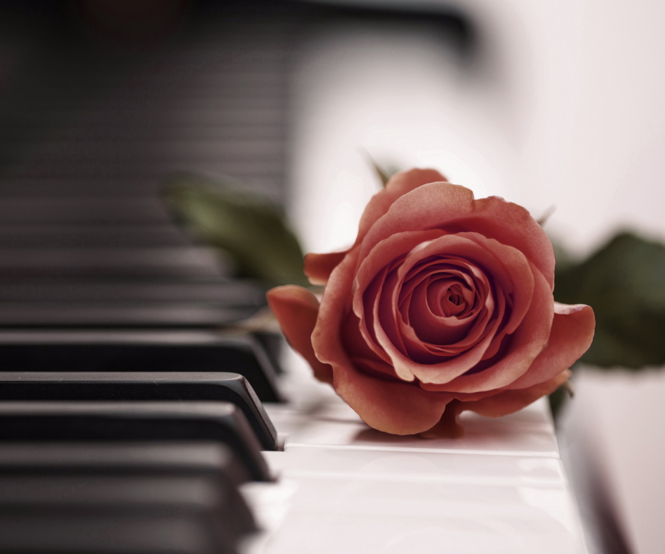 Sfondi Beautiful Rose On Piano Keyboard 960x800