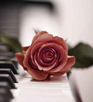 Beautiful Rose On Piano Keyboard - Fondos de pantalla gratis para iPad 2