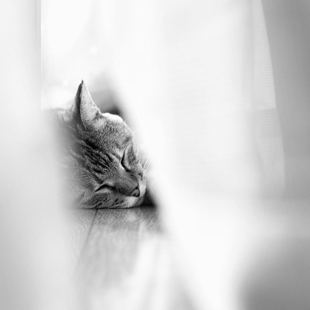 Sfondi Sleepy Grey Cat 1024x1024