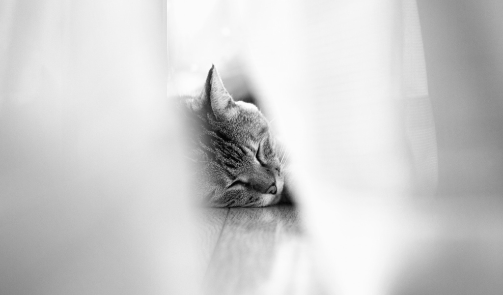 Sleepy Grey Cat screenshot #1 1024x600