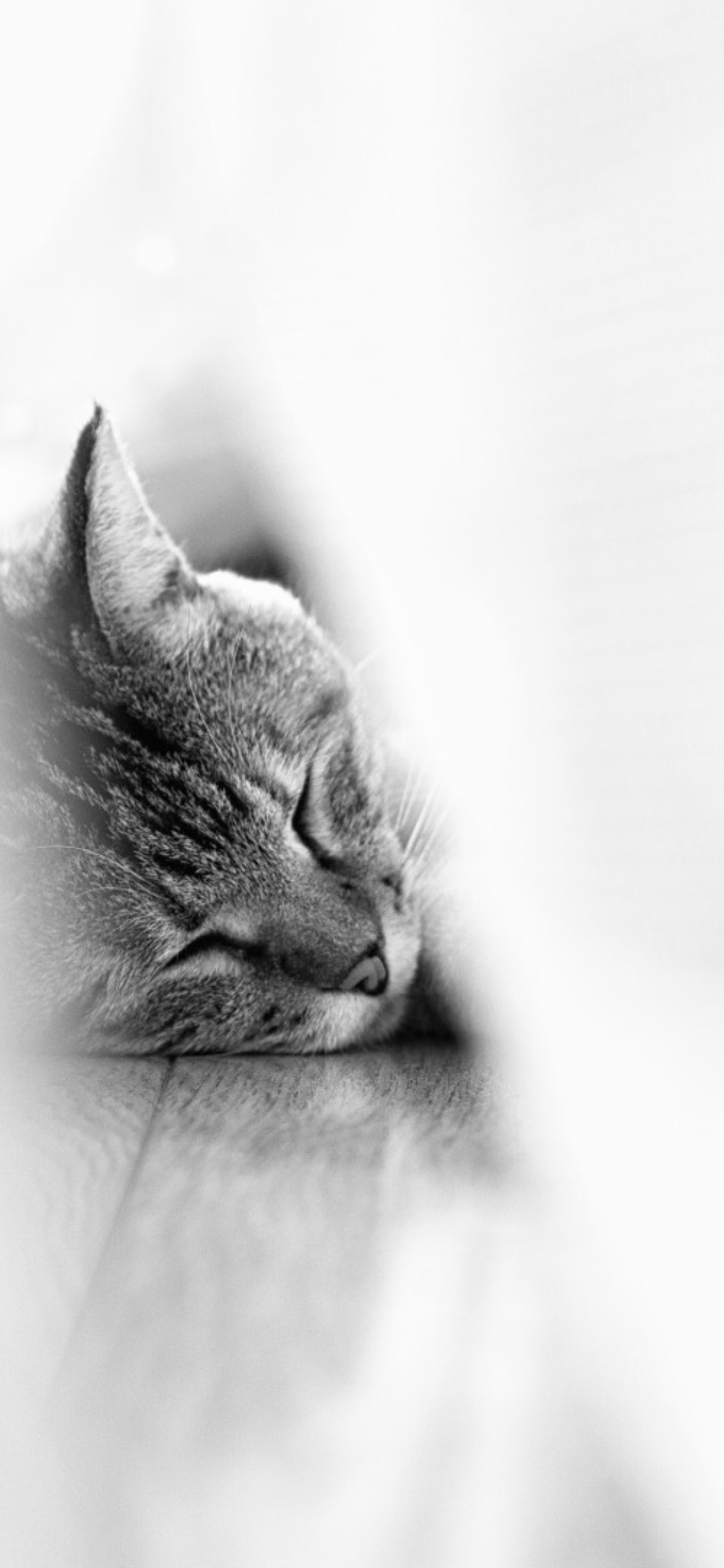 Sleepy Grey Cat screenshot #1 1170x2532