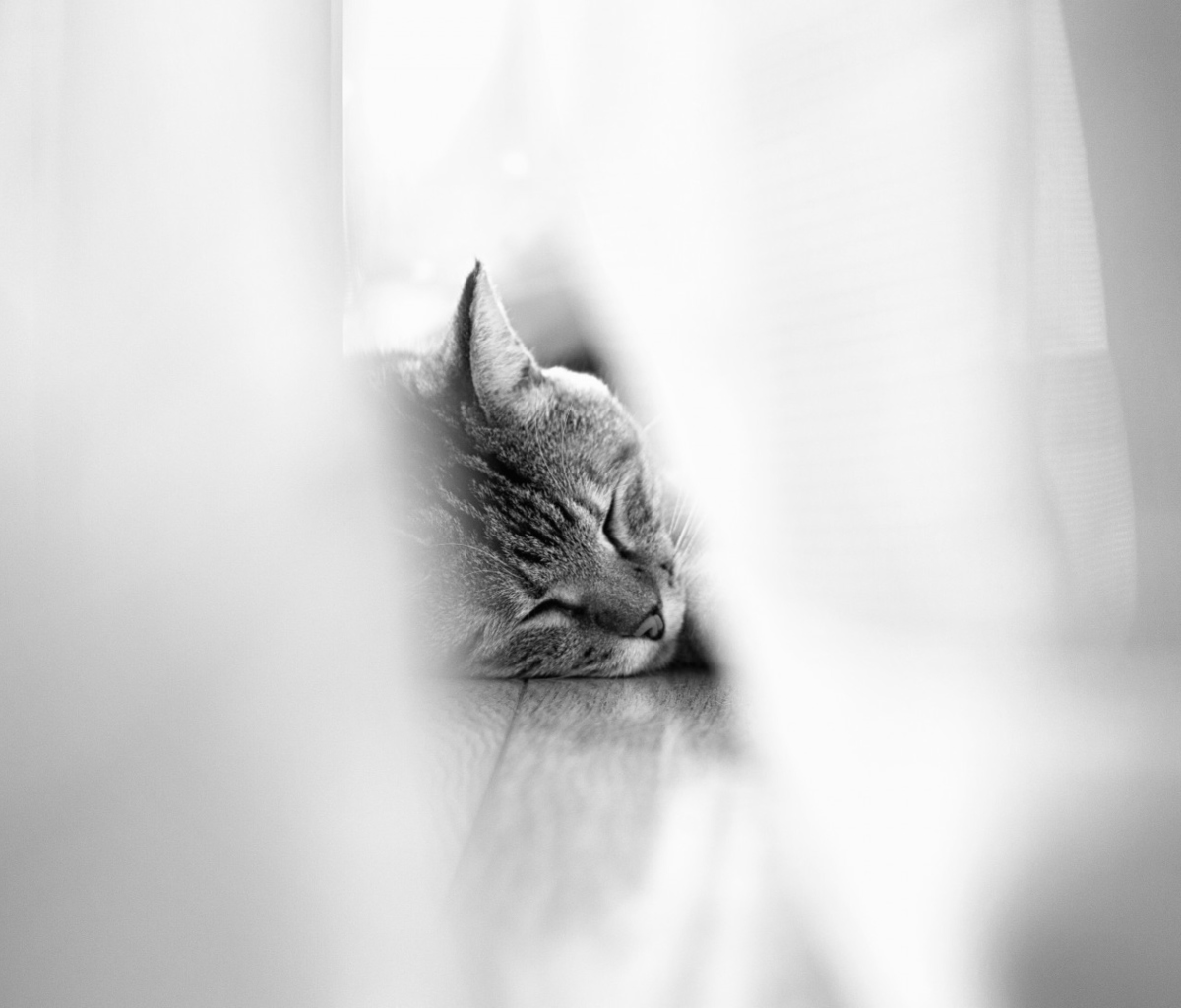 Sfondi Sleepy Grey Cat 1200x1024