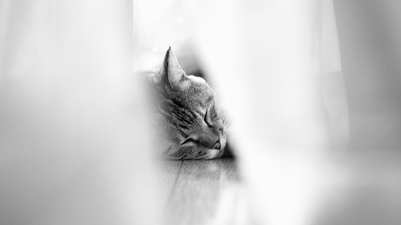 Sfondi Sleepy Grey Cat 1280x720