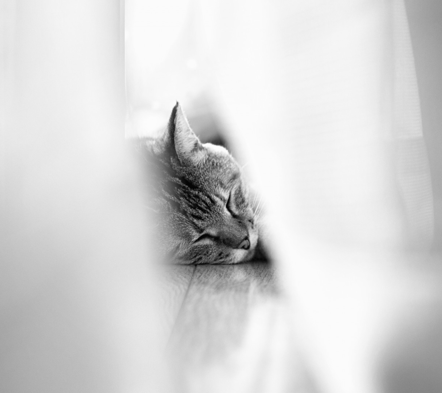 Обои Sleepy Grey Cat 1440x1280