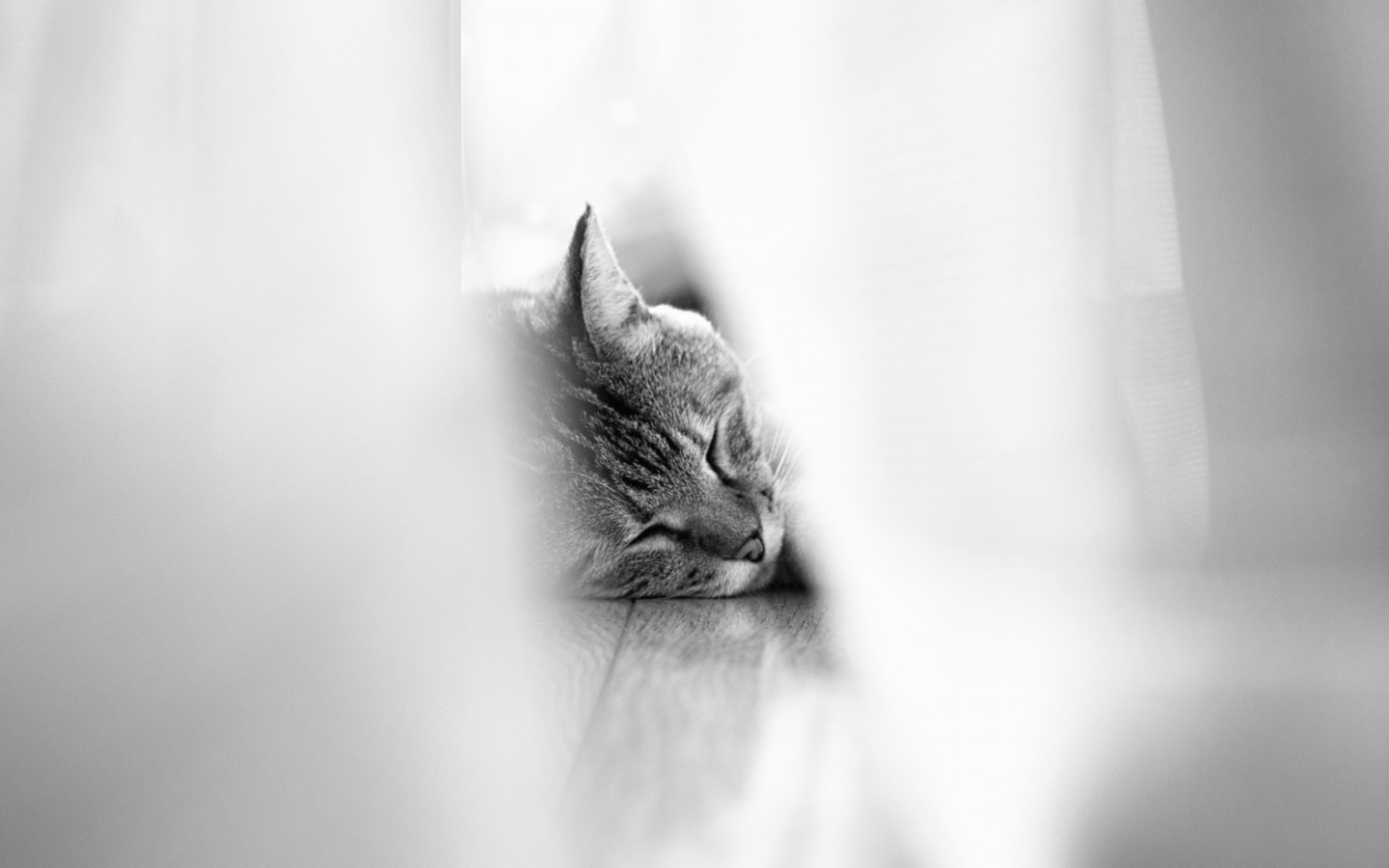 Screenshot №1 pro téma Sleepy Grey Cat 1440x900