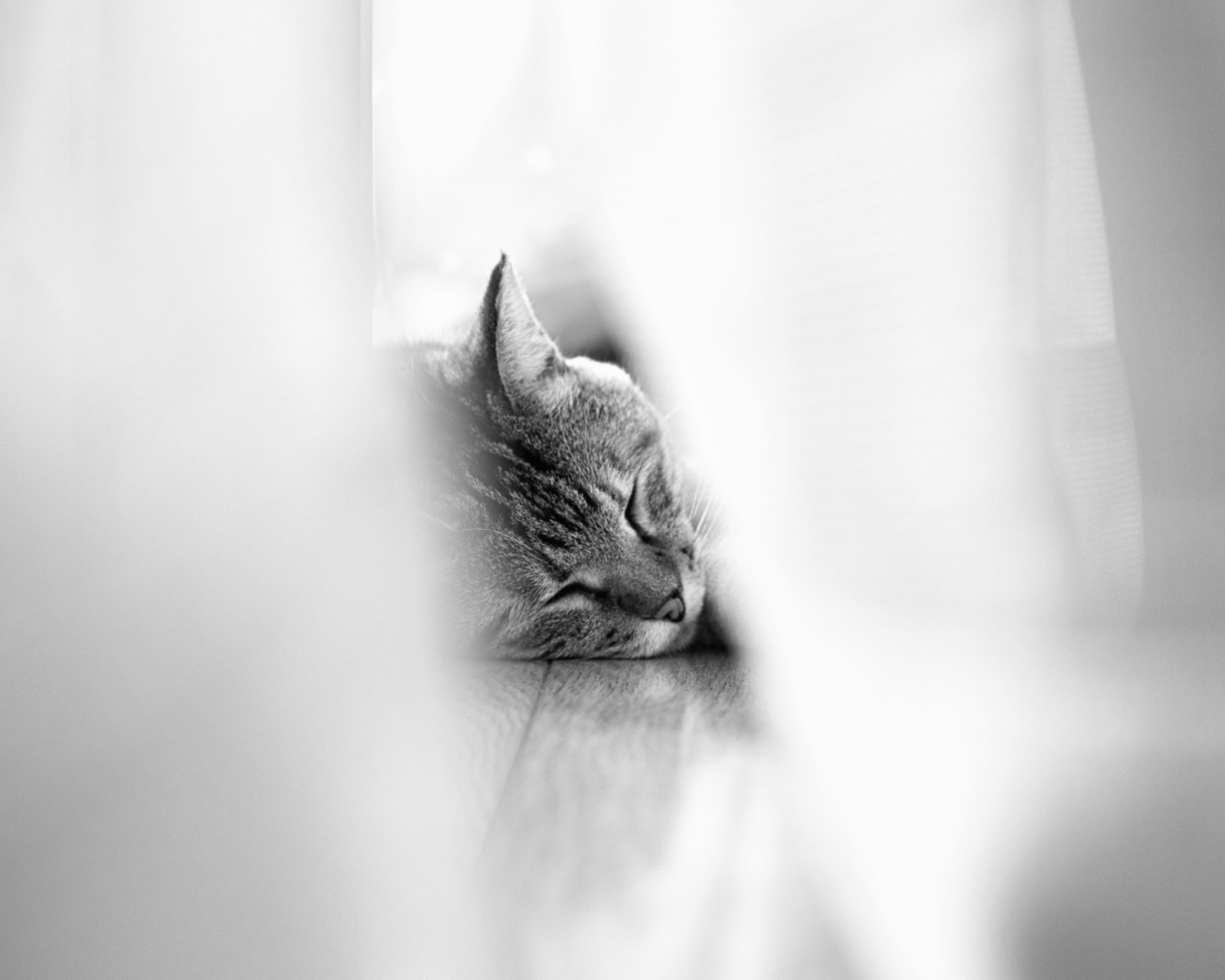 Das Sleepy Grey Cat Wallpaper 1600x1280