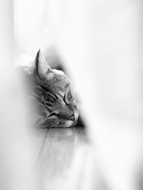 Sleepy Grey Cat wallpaper 480x640