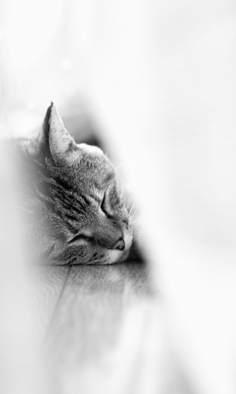Обои Sleepy Grey Cat 480x800