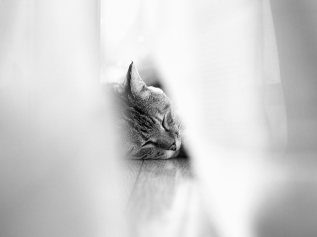 Sleepy Grey Cat wallpaper 640x480