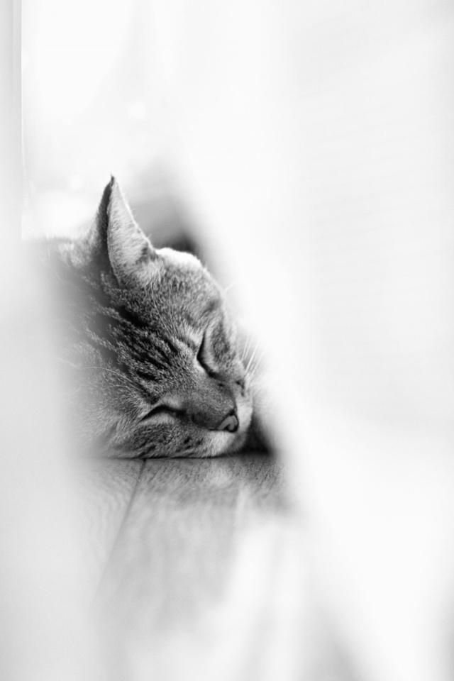 Обои Sleepy Grey Cat 640x960