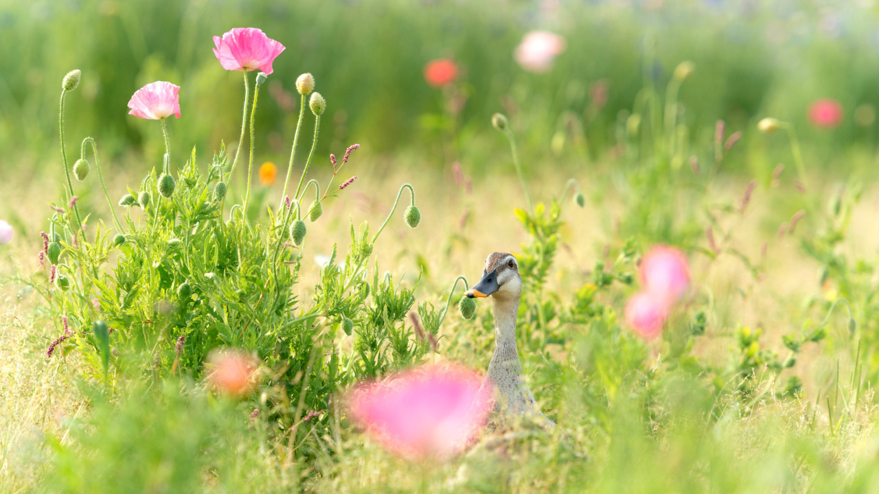 Fondo de pantalla Duck on Meadow 1280x720