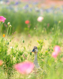 Duck on Meadow wallpaper 128x160