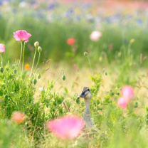 Duck on Meadow wallpaper 208x208