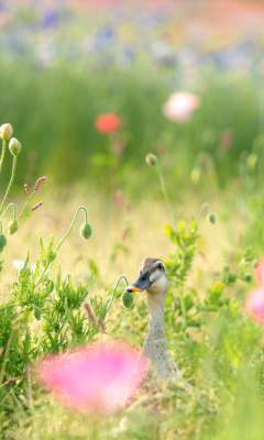 Sfondi Duck on Meadow 240x400