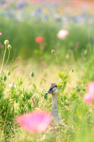 Duck on Meadow wallpaper 320x480