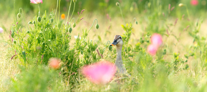 Duck on Meadow screenshot #1 720x320