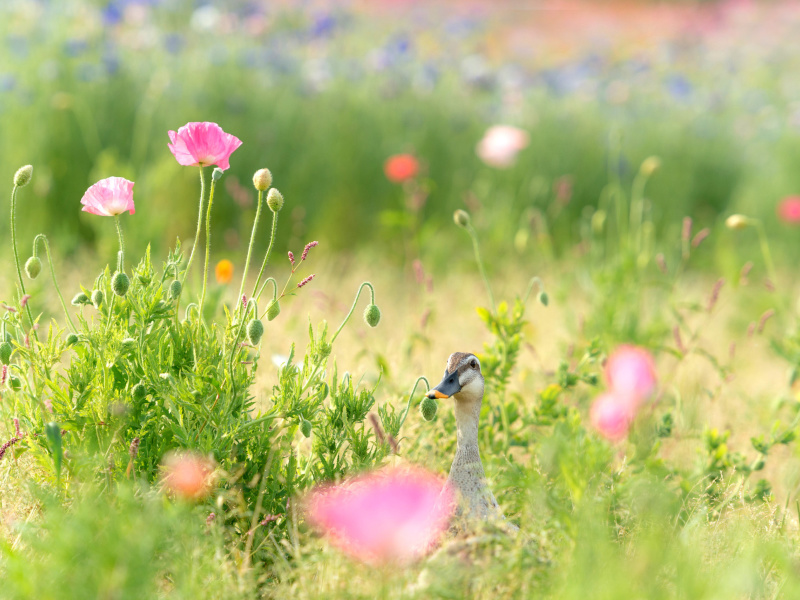 Das Duck on Meadow Wallpaper 800x600