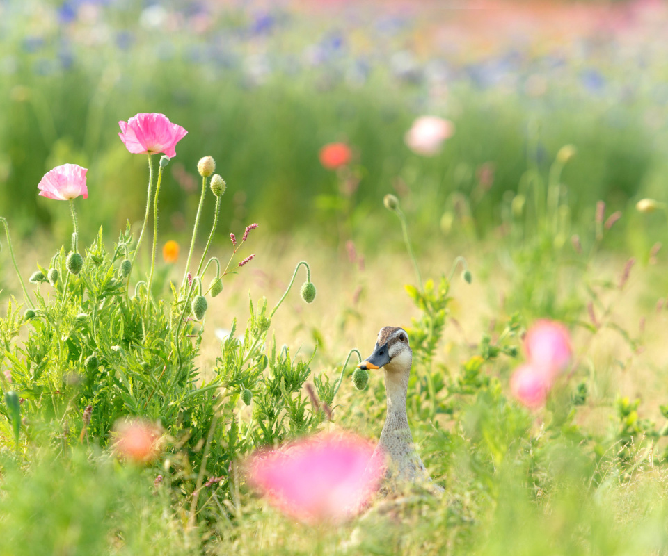 Duck on Meadow wallpaper 960x800