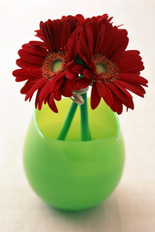 Fondo de pantalla Gerbera In Vase 320x480