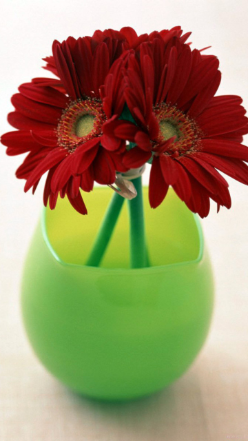 Обои Gerbera In Vase 360x640