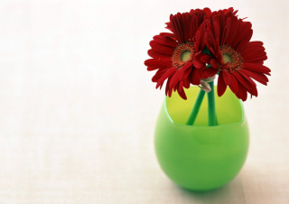 Gerbera In Vase Wallpaper for Android, iPhone and iPad