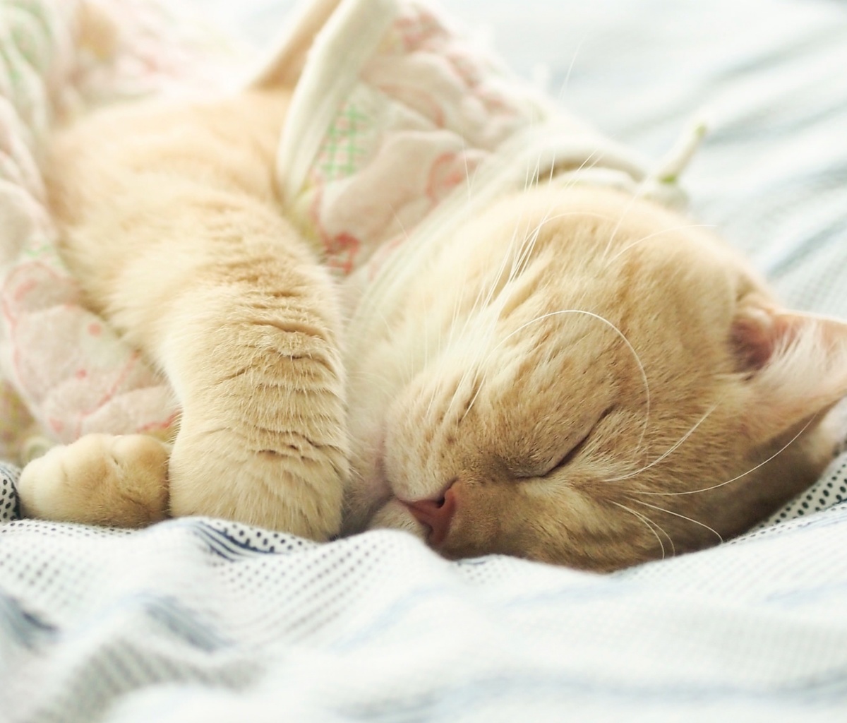 Sleeping Kitten in Bed wallpaper 1200x1024