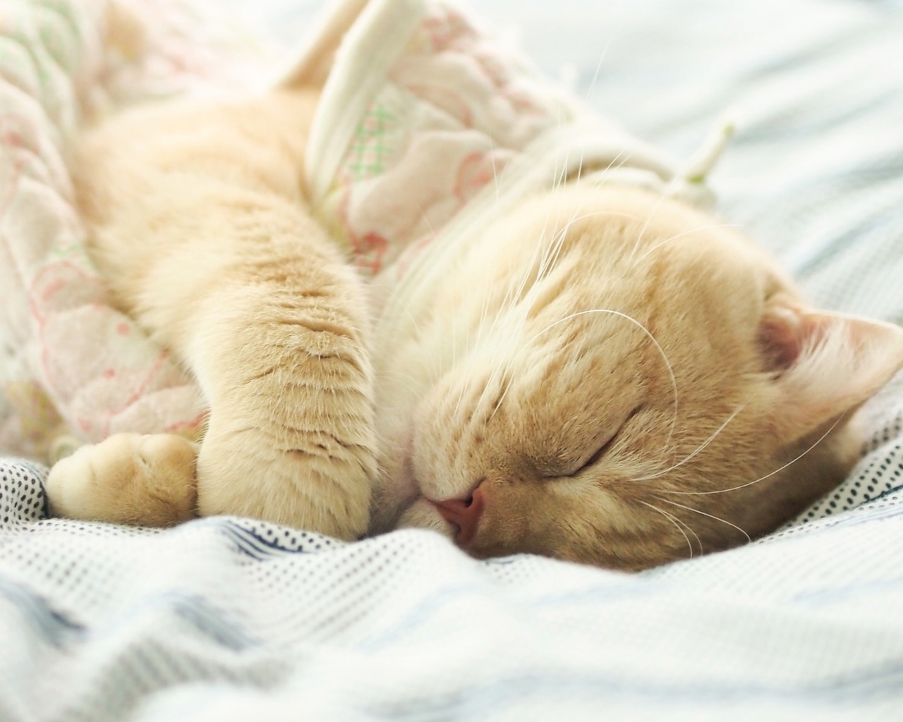 Sleeping Kitten in Bed wallpaper 1280x1024