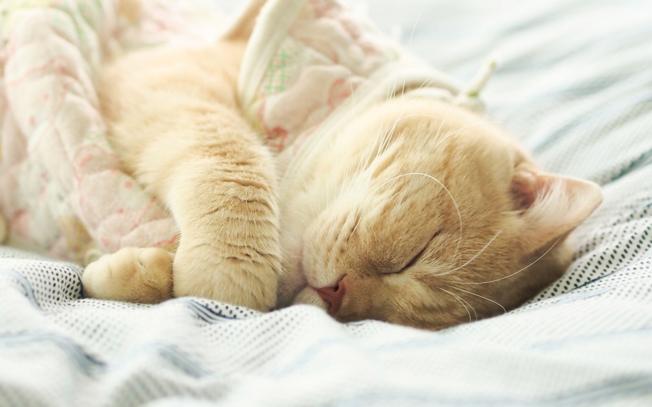 Sleeping Kitten in Bed wallpaper 1280x800