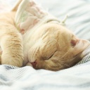 Fondo de pantalla Sleeping Kitten in Bed 128x128
