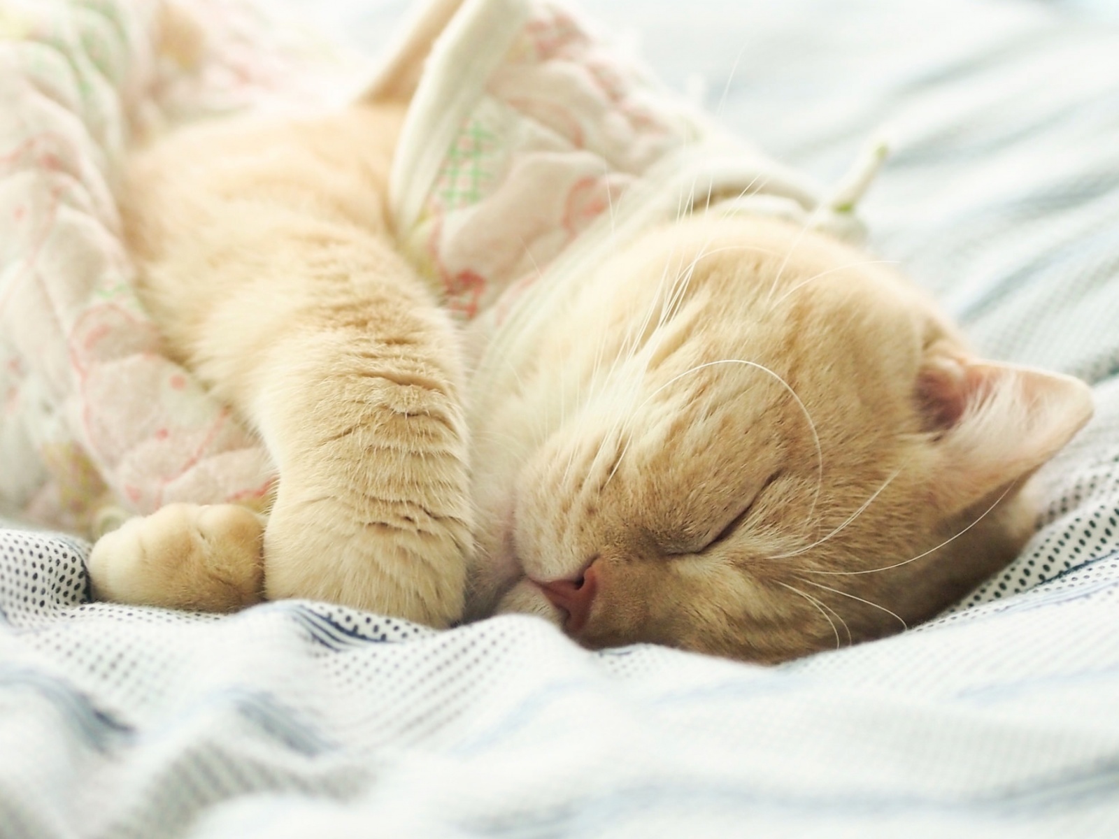 Fondo de pantalla Sleeping Kitten in Bed 1600x1200