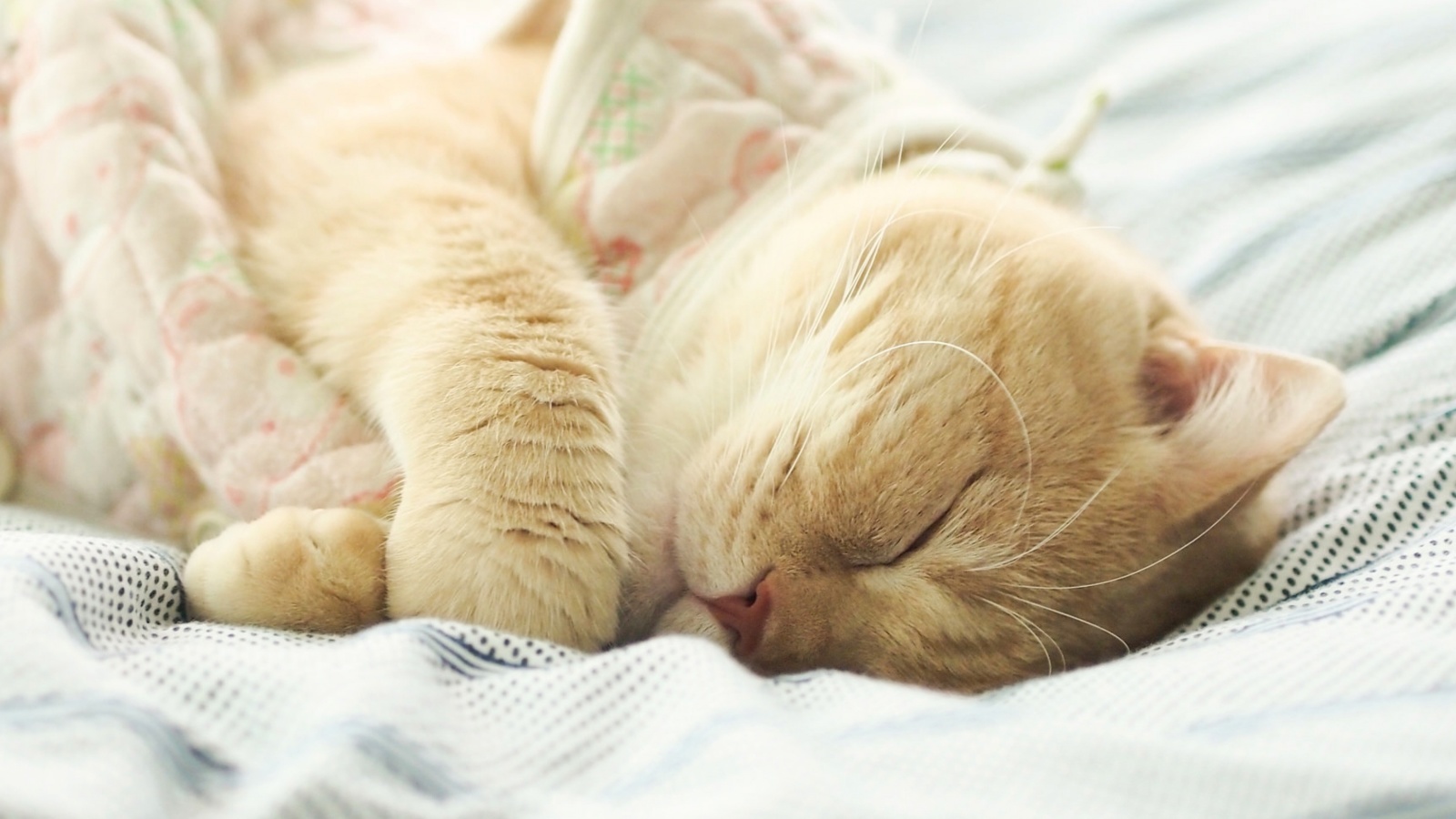 Fondo de pantalla Sleeping Kitten in Bed 1600x900