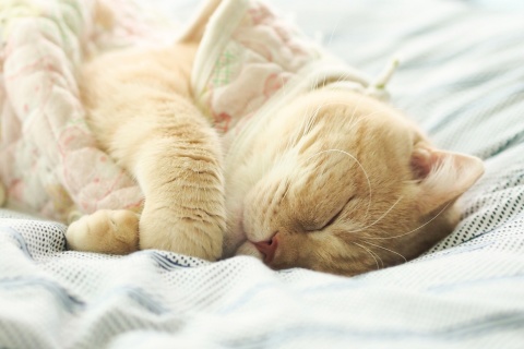 Sleeping Kitten in Bed wallpaper 480x320