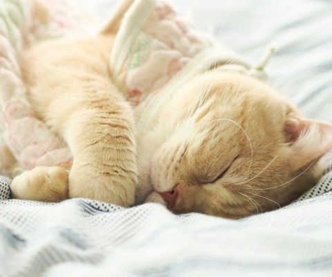 Sleeping Kitten in Bed wallpaper 480x400