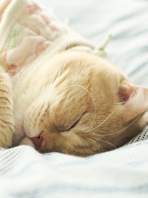 Sleeping Kitten in Bed wallpaper 480x640