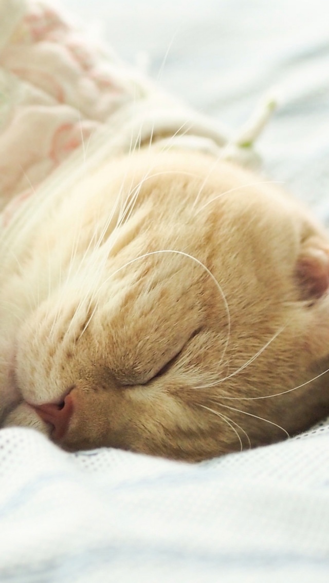 Fondo de pantalla Sleeping Kitten in Bed 640x1136