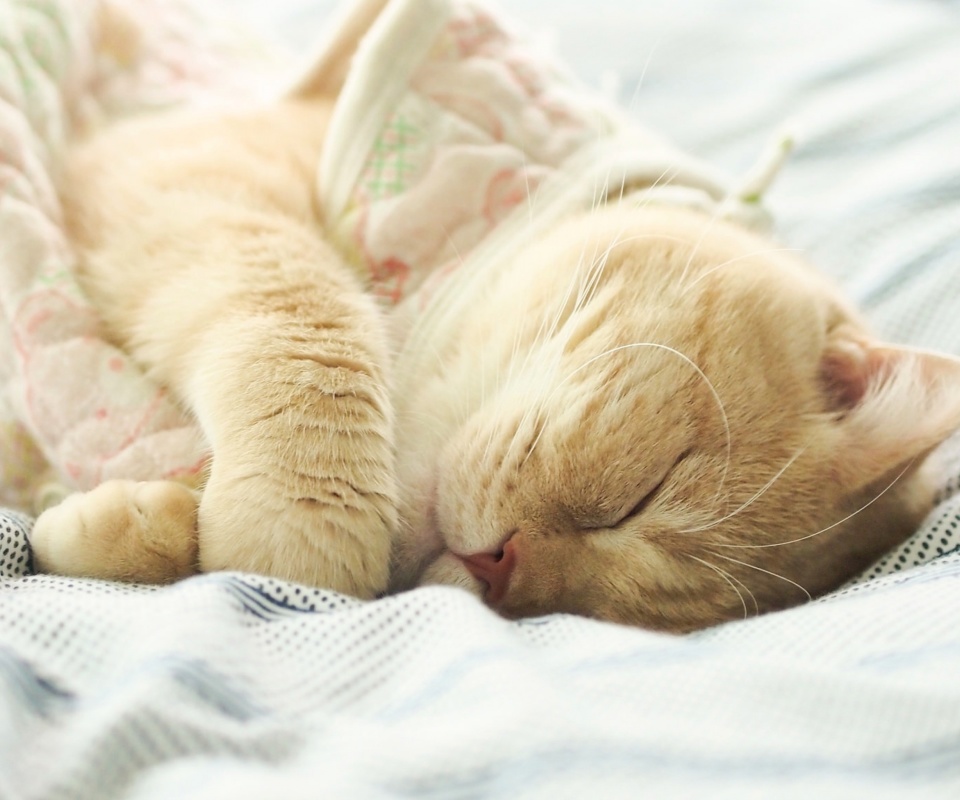 Sleeping Kitten in Bed wallpaper 960x800