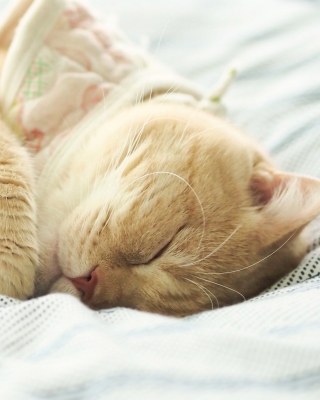 Sleeping Kitten in Bed Background for 240x320