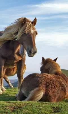 Das Horses Wallpaper 240x400