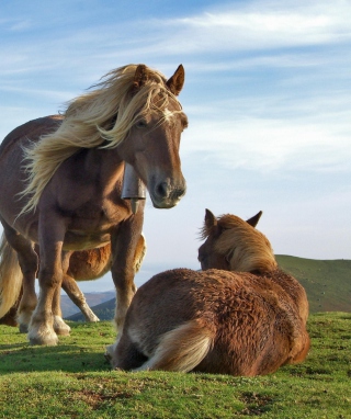 Horses - Obrázkek zdarma pro Samsung Impact